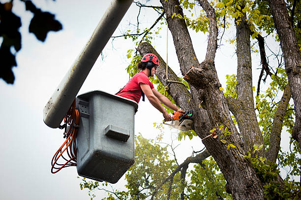 How Our Tree Care Process Works  in  Louisville, TN